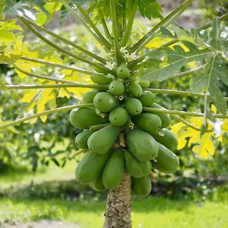 Private House With Pool & Garden Vakantiehuis