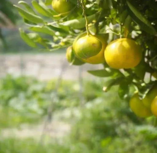 Private House With Pool & Garden Ferienhaus Güimar