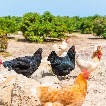 Private House With Pool & Garden *