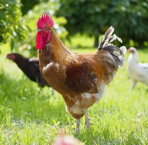 Vakantiehuis Private House With Pool & Garden